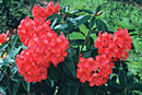 Rhododendron 'Souvenir de J. H. Mangles'