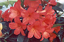 Rhododendron 'Spanish Fire'