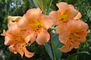 Rhododendron 'Summer Glow'