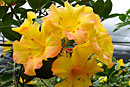 Rhododendron 'Sunburst'
