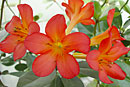 Rhododendron 'Sunset Fantasy'