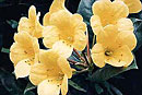 Rhododendron 'Super Duper'