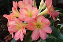 Rhododendron 'Superfleur'