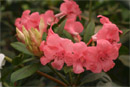 Rhododendron 'Sybil'