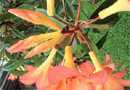 Rhododendron 'Sylvia's Coral Seas'