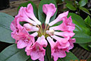 Rhododendron 'Taylori'