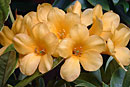 Rhododendron 'Teddy's Best'