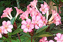 Rhododendron 'Terebinthia'
