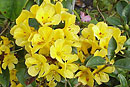 Rhododendron 'Thai Gold'