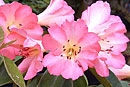 Rhododendron 'The Star'