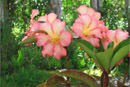Rhododendron 'The Trophy'