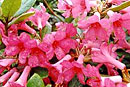 Rhododendron 'Tiffany Rose'