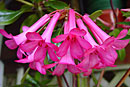 Rhododendron 'Tinkerbell'