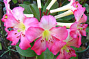 Rhododendron 'Titania'