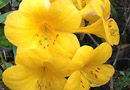 Rhododendron 'Toyama Yellow'