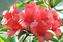 Rhododendron 'Triumphans'