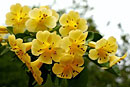 Rhododendron 'Tropic Alpine Gold'
