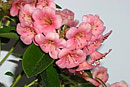 Rhododendron 'Tropic Alpine Medley'
