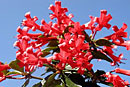 Rhododendron 'Tropic Alpine Survivor'