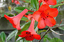 Rhododendron 'Tropic Coral'
