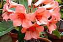 Rhododendron 'Tropic Fanfare'
