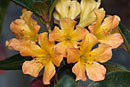 Rhododendron 'Tropic Summer'