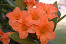 Rhododendron 'Tropic Tango'