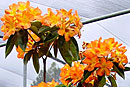 Rhododendron 'Troppo'