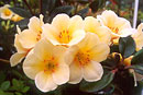 Rhododendron 'Vanilla Slice'
