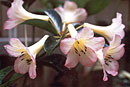 Rhododendron 'Veronica Maureen'