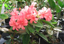 Rhododendron 'Watermelon Dream'