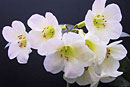 Rhododendron 'White Bells'