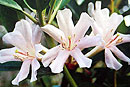 Rhododendron 'White Christmas'