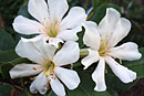 Rhododendron 'White Rajah'