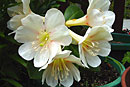 Rhododendron 'White Swan'