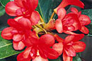 Rhododendron 'Will Orange'
