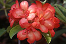 Rhododendron 'Will Silent'