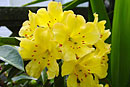 Rhododendron 'Yellow Ball'