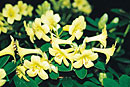 Rhododendron 'Yellow Bunny'