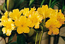 Rhododendron 'Zircon'