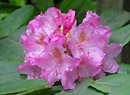 Rhododendron alternans