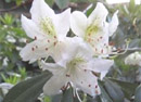 Rhododendron asperum
