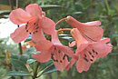 Rhododendron cornu-bovis