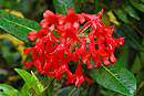 Rhododendron crassifolium