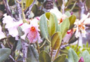 Rhododendron cravenii