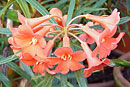 durioXstenoRBGE-CC