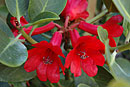 Rhododendron hellwigii