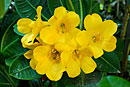 Rhododendron intranervatum