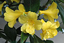 Rhododendron javanicum ssp. gracile