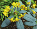 Rhododendron longipedicellatum